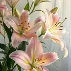 توصيل ذبايح من الاردن للقريات مذبوح ومصلوخ شغل نظيف