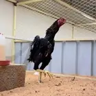 ديك شامو الماني هزاز