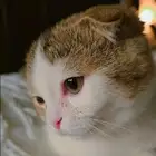 قط فولد ذكر