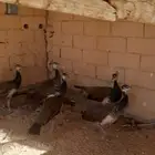 فروخ طاووس الهندي