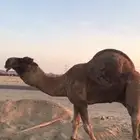 للبيع بكره باكستانيه