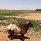 فحل نعيمي مشروع صنف فاخر