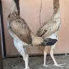 دجاج شامو ياباني