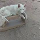 أنثى هاسكي للبيع اللون ابيض