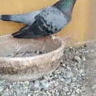 فحل صنعاوي حر