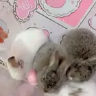 ارانب صغيرة للبيع