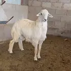 طليان حري ذبايح