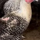 فيومي شبابي منتج الدوادمي