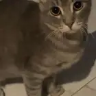 قطه لتبني