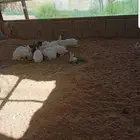 ارانب بلدي