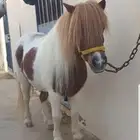 سيسيه قصيره