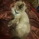 قطة هملايا للتبني