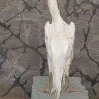شامو الماني ابيض للبيع