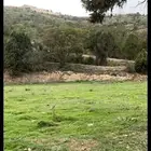 مرشد سياحي ابها