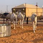 3 لقايا وحقه سلاله الهدب