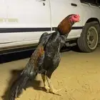 شامو الماني من نسل مسكون وزلزال للبيع جاهز