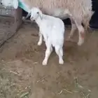 خروف حري عمره شهرين بيع 920