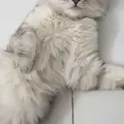 قط ذكر شيرازي للتزاوج