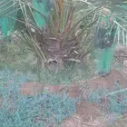 نخل برنى العلا للبيع