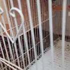 جوز روز سبق له الانتاج