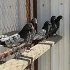 طبات باكستاني تيديات بيور