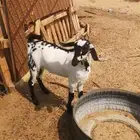 مشروع فحل امرخ