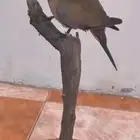 بادجي محنط