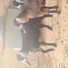 جفرات للبيع