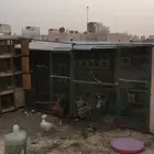 عشه حمام شبك مستعمل مع اغراضها