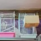 اقفاص و معالف اتوماتيكيه