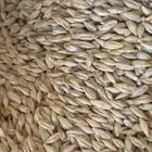 شعير سداسي انتاج عام 2025م