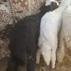 للبيع ذبايح خرفان جبره ناهيه