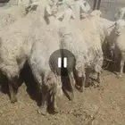 غنم مراح للبيع