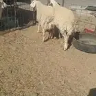 للبيع ثنوات حيل ذبايح