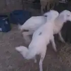 للبيع خروف ورخل