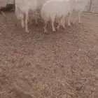 للبيع غنم مراح