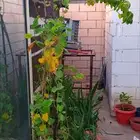 نباتات واشجار وشتلات زراعيه للبيع متنوعة البيع كامل