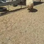 للبيع ذبيحه جزله نعيميه ثنيه حايل مغلق ظهرها وطرفها