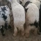 للبيع خرفان جذعان مغلقه ظهورهن واطرافهن