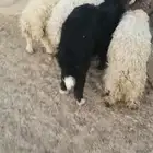 للبيع خرفان جذعان مغلقه ظهورهن واطرافهن