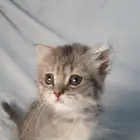 للبيع قطط صغيره