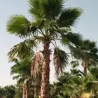 نخل واشنطني زينه واشنطونيا