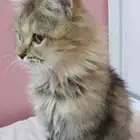قطه للتبني النوع شيرازي