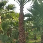 نخل واشنطني زينه