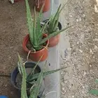 شتلات نبات صبار الالوفيرا للبيع محايل عسير