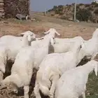 بهم نظيف إنتاج حلالي