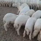 للبيع خرفان