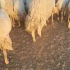 للبيع غنم مراح وسم واحد