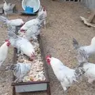 دياكه و دجاج فيومي