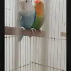 بيع روز منتج ... حجم يملا العين